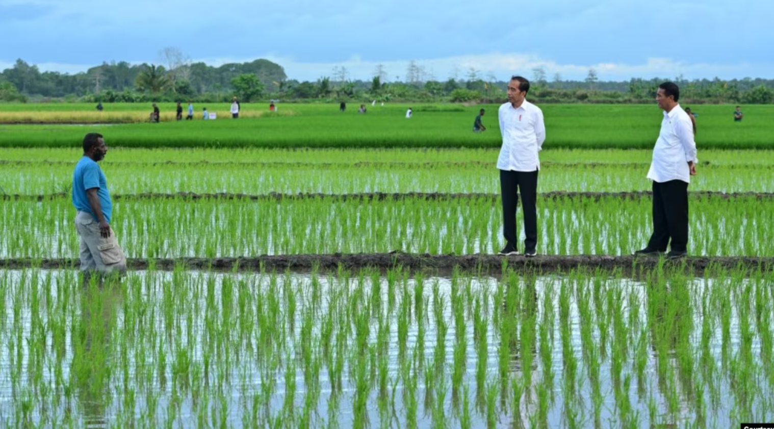 Aktivis Papua Menuntut Proyek Satu Juta Hektar Sawah di Merauke Dihentikan