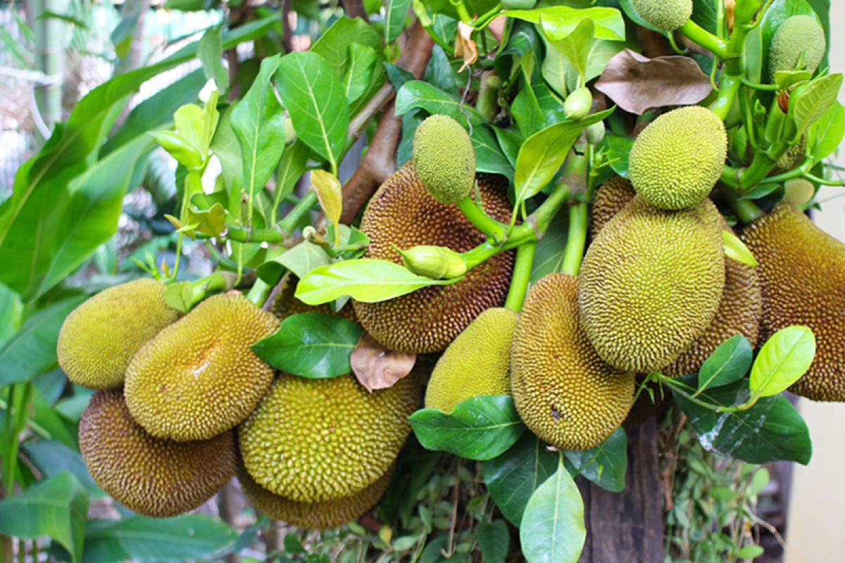 nangka.jpg